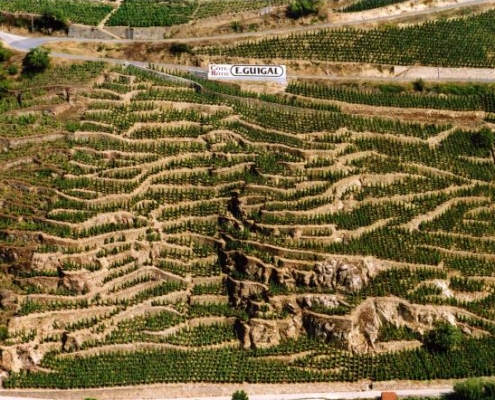 Cult & Boutique Wine Management